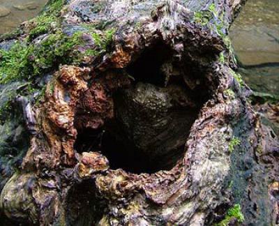 Trúng tiền tỷ nhờ tìm được trầm quý, nông dân làm việc thiện